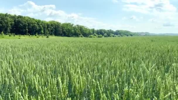 Young Green Ears Wheat Sway Wind Sky Ear Wheat Field — Stock Video