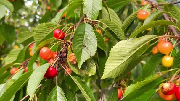 Ramo Uma Árvore Jardim Penduram Frutos Cereja Podres Danificados Comidos — Vídeo de Stock