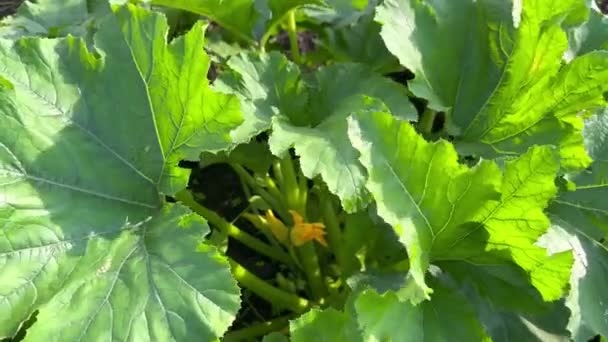 黄色の花 茎と葉を持つ大きな緑のズッキーニの茂み ベッドでズッキーニを栽培しています ズッキーニの成長と開花 — ストック動画