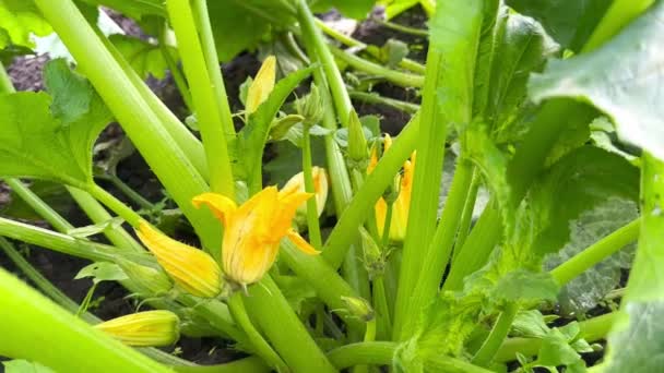 Kwitnące Żółto Pomarańczowy Kwiat Squasha Zbliżenie Wśród Zielonych Liści Łodyg — Wideo stockowe