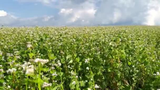 Karabuğday Tarlası Mavi Gökyüzü Beyaz Kümülüs Bulutlarıyla Rüzgarda Sallanan Karabuğday — Stok video