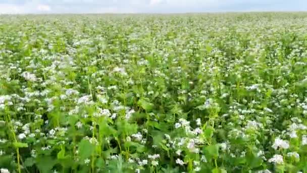 Large Agricultural Field Buckwheat Blooms Large Number Buckwheat Plants Flowering — Stock Video