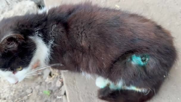 一只受伤的黑白相间的猫坐在地上 被狗咬到了猫的胃而受了伤 宠物尸体上的伤痕 — 图库视频影像