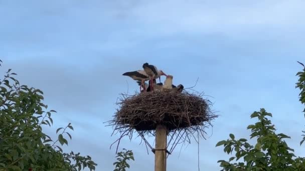 Tre Hvite Storker Mater Ungene Sine Rede Påle Hvit Stork – stockvideo