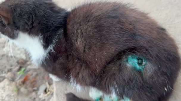 몸통에 상처를 고양이의 사진입니다 새끼들은 등에난 상처때문에 약으로 치료를 받았다 — 비디오