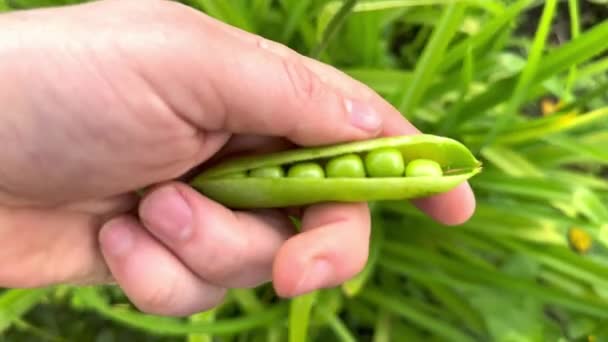 Jovem Agricultor Tem Uma Vagem Verde Ervilha Fresca Mão Colher — Vídeo de Stock