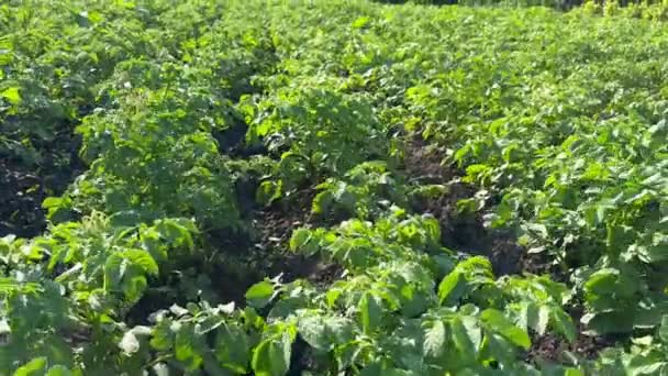 Zöld Virágzó Burgonya Bokrok Ültetett Sorokban Egy Gazdaságban Krumplibokrok Sorai — Stock videók