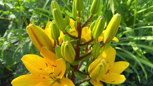 Sarı Bir Zambak Çiçeği Güneşli Bir Yaz Gününde Çiçek Bahçesinde — Stok video