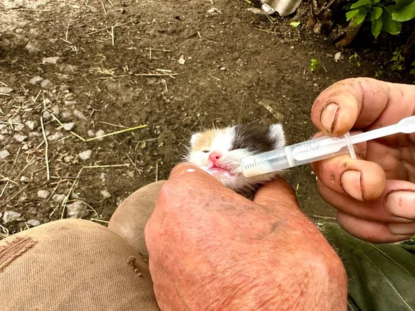 一位老人的手从装有牛奶的注射器里喂一只可爱的三色孤儿小猫 动物救援的概念 人类对动物的仁慈被遗弃的动物 — 图库照片