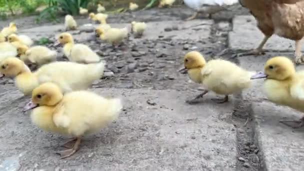 多くの若い黄色のアヒルが他の鳥と一緒に鳥の農場を歩いています 鶏の飼育 — ストック動画