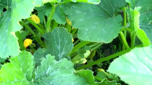 Egy Férfi Farmer Fiatal Szaftos Cukkini Gyümölcsöket Szüretel Egy Kerti — Stock videók