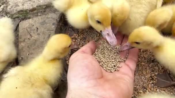 用手喂小绒毛鸭 可爱的小黄鸭吃着手上的食物 动物喂养 一个人从他手里把食物给了一只鸟 — 图库视频影像