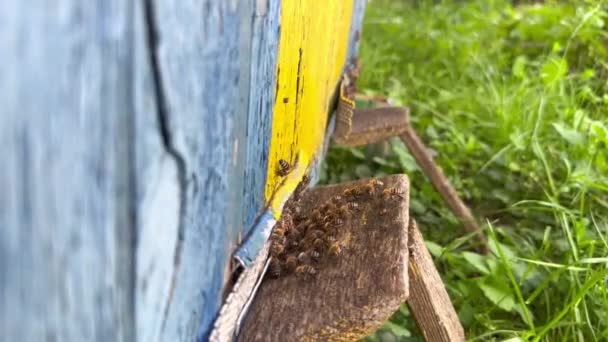 傍晚时分 蜂群在木制蜂窝的缝隙中飞舞的近景侧影 养蜂业的概念养蜂业老蜂窝 — 图库视频影像