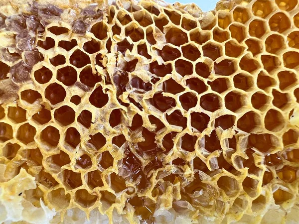 Bienenwachswaben Werden Mit Frischem Flüssigem Honig Gefüllt Die Löcher Der — Stockfoto