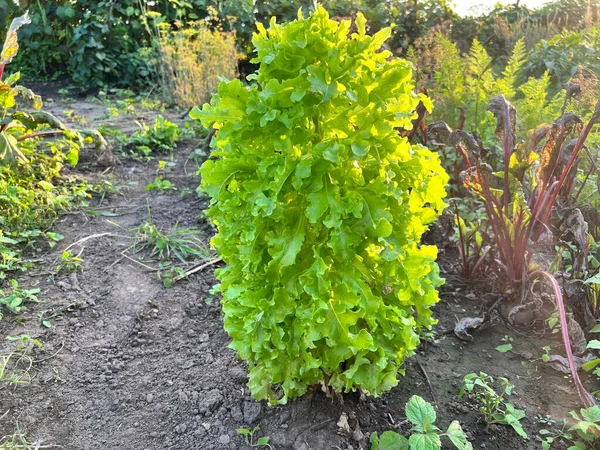 Alface Fresca Crescendo Uma Fazenda Contra Luz Solar Brilhante Arbusto — Fotografia de Stock