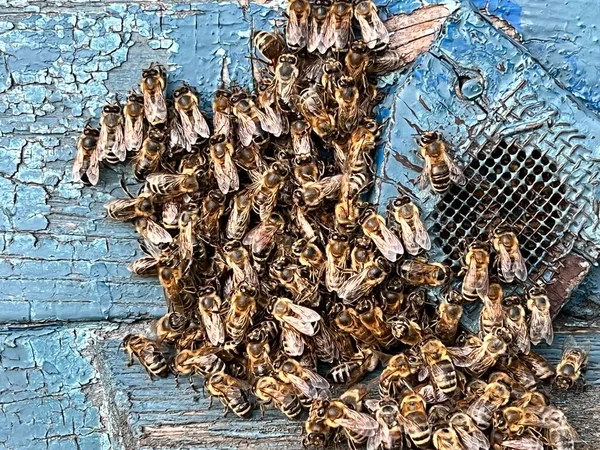 一群蜜蜂坐在蓝色的木制蜂窝上 蜜蜂群的特写 养蜂业 — 图库照片