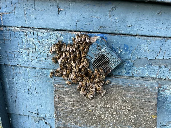 蜜蜂坐在一个木蜂窝上 爬到蜂窝中央的一个小孔里 蜂群在蜂窝周围嗡嗡作响 在养蜂场繁殖蜜蜂和提取天然蜂蜜 蚜虫和养蜂人 — 图库照片
