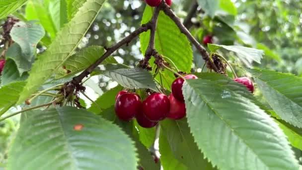 Cereja Madura Vermelha Entre Folhas Verdes Uma Árvore Tempo Verão — Vídeo de Stock