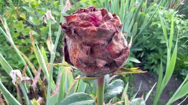 一只枯萎枯萎的玫瑰在花圃中的花蕾的特写 死花是由于干旱的概念 植物的枯萎 老龄化 易受伤害 被遗弃 告别和痛苦的概念 — 图库视频影像
