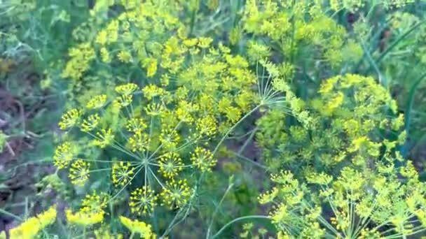 Цвітіння Запашного Кропу Саду Серед Інших Зелені Суцвіття Кропу Фоні — стокове відео