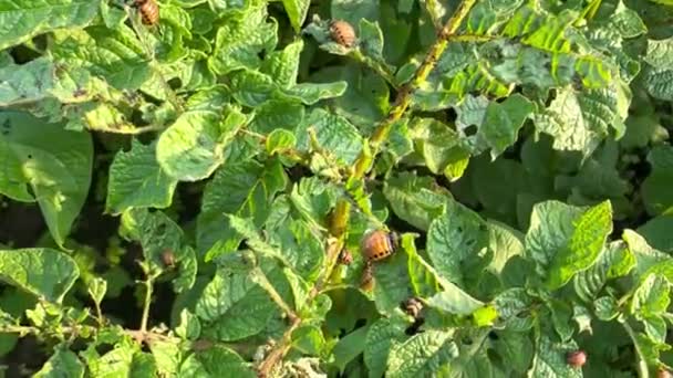 Большие Личинки Картофельного Жука Колорадо Едят Зеленые Сочные Листья Картофельного — стоковое видео