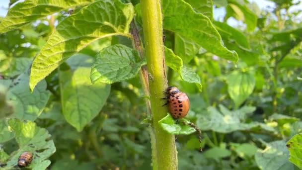 Listy Rostlinných Plodin Pěstovaných Poli Jsou Konzumovány Larvami Parazitických Škůdců — Stock video