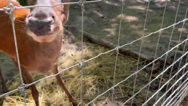 夏天的一天 一个男人在笼子里喂一只可爱的小鹿 在一个爱抚动物的动物园里 一只躲在牢笼里的小鹿正在吃着她手中的蔬菜 一个给一对食人鱼喂食的游客的特写镜头 这只鹿靠小孩的手吃饭 — 图库视频影像