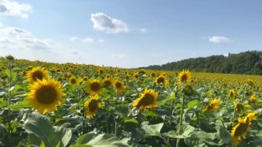 Çiçek açmış bir ayçiçeği tarlasının sinematik görüntüsü. Tarım alanında yaz mevsiminde güneşli bir gün. Ayçiçekli Ukrayna resim tarlaları. Çiçek açarken bir buket ayçiçeği..