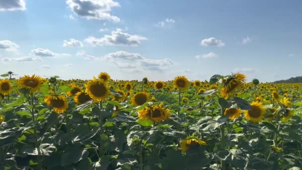 夏の空に向かって晴れた日には新鮮で新しく咲く若い日差しの畑 晴れた太陽の光の中で夏の日差しのある美しい畑 畑で熟した収穫作物 — ストック動画