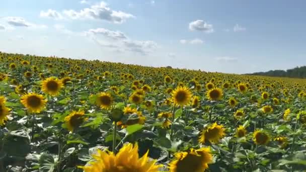 在一个阳光灿烂的夏日 在一个巨大的向日葵田里绽放着一朵向日葵 被风吹着 庄稼在田里成熟了 开花结果的小向日葵 — 图库视频影像