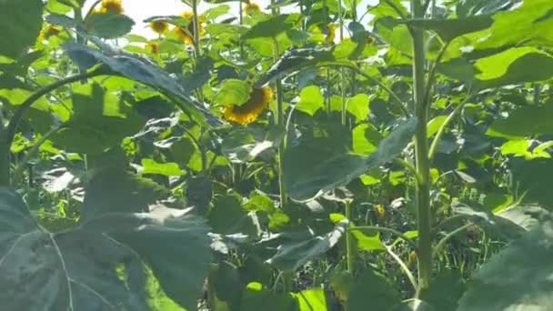 Tall Long Stalks Sunflower Growing Field Video Bottom Top Tall — Stock Video