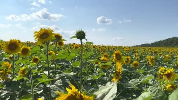 날에는 꿀벌이 날고있는 신선한 해바라기 필드의 한가운데에 태양의 광선에 여름에 — 비디오