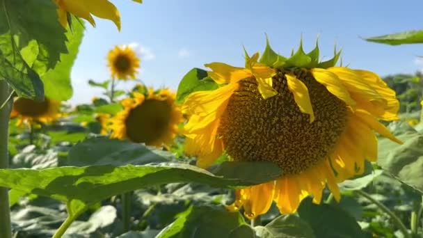 Létající Včela Sbírá Nektar Mladého Žlutého Slunečnicového Detailu Detailní Záběr — Stock video