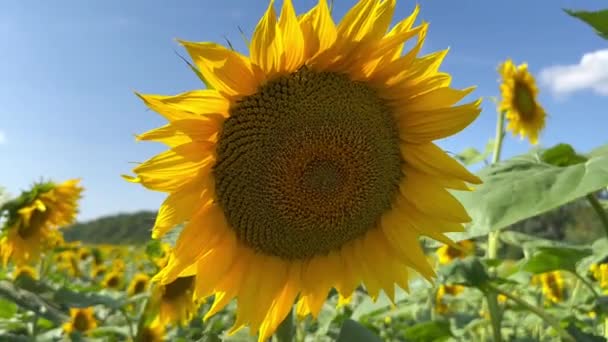Schöne Frische Gelbe Sonnenblumenblume Auf Dem Hintergrund Von Sonnenstrahlen Und — Stockvideo