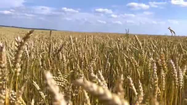 Пшеничне Поле Майже Стиглі Вуха Пшениці Ширяють Похмурому Вітрі Полі — стокове відео