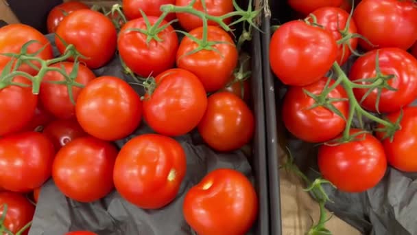 가지가있는 신선한 토마토 골판지 상자에 슈퍼마켓 시장의 카운터에 분지에 토마토 — 비디오