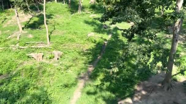 Lobo Cinzento Corre Longo Caminho Florestal Dia Ensolarado Verão Seguida — Vídeo de Stock