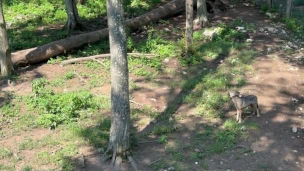 Lobo Floresta Cinza Solitário Uiva Floresta Entre Árvores Dia Verão — Vídeo de Stock