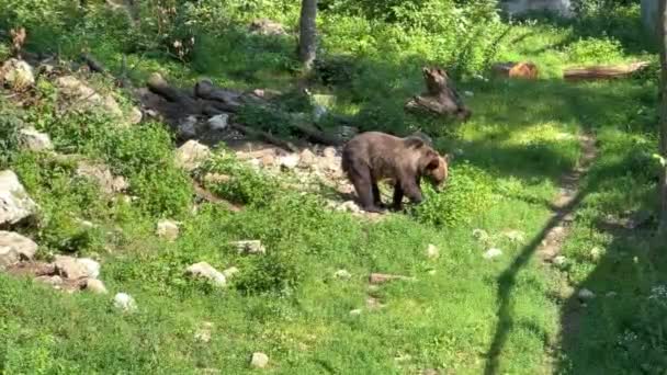 在捕食者国家公园的一个阳光明媚的夏日 一只棕色的森林熊在一片绿草如茵的草地上散步 动物自由的概念 野生生物 — 图库视频影像