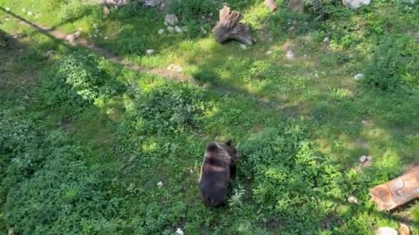 若い褐色のクマは 足で自分自身を傷つけ 森の掃除で緑の草の間を歩いています 森での生活 危険な動物 動植物の家 — ストック動画