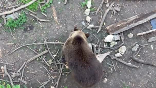Vzdušný Pohled Mohutného Medvěda Hnědého Jak Kráčí Kopci Řeky Mezi — Stock video