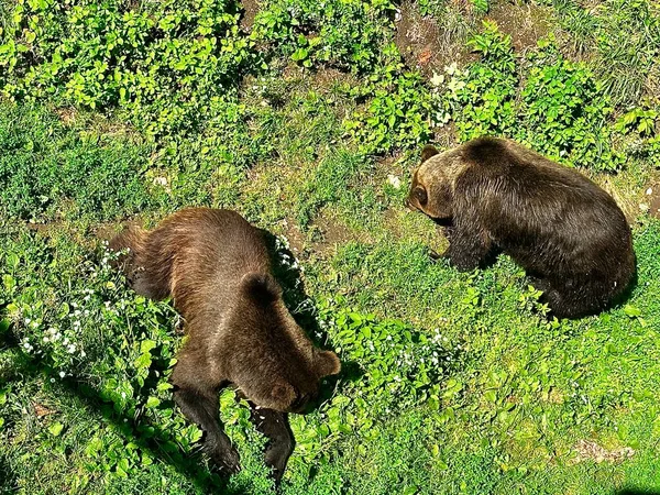 阳光灿烂的一天 一对棕熊躺在森林的绿草上 熊在草坪上吃青草 乌克兰的野生动物 喀尔巴阡山脉的野生动物 Arden捕食者公园 — 图库照片