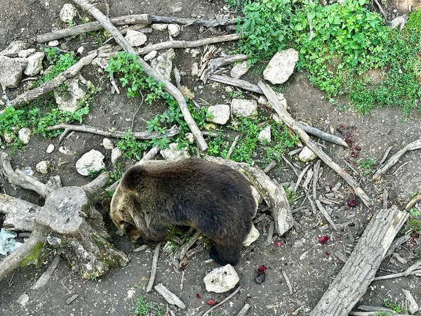 俯瞰着一只雄性棕色大熊在岩石和倒下的树上行走 吃完了被杀的猎物的肉碎片 野生的棕熊吃被撕碎的动物的尸体 — 图库照片