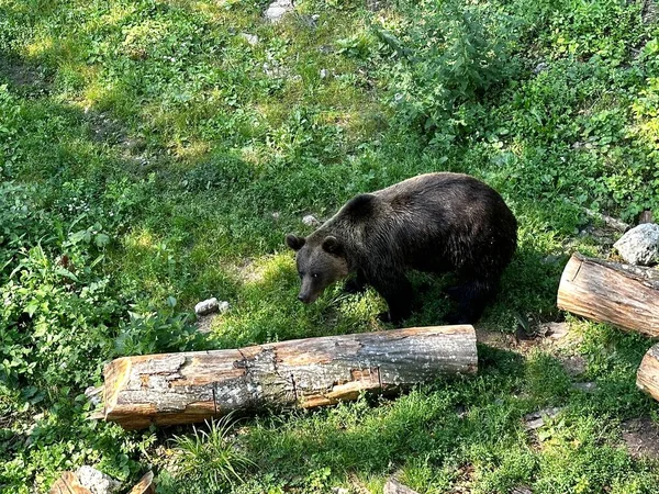 倒れた木のトランクの近くの晴れた夏の日に森林の緑の牧草地に大きな褐色の熊 野生のグリズリー 捕食者のこっそりした外観 — ストック写真
