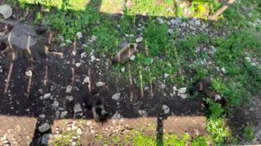 Güneşli bir günde üç yavru ayı bir doğa parkının bölgesinde oynuyorlar. Yedekteki oyuncu ayılar. Üç ayı yavrusu. Vahşi hayvanlar parkı