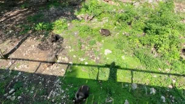 Drei Bärenjungen Spazieren Einem Sonnigen Klaren Tag Auf Einer Waldlichtung — Stockvideo