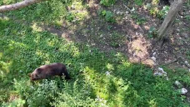 Samotny Niedźwiedź Brunatny Wędruje Środku Lasu Zielonych Zaroślach Szukając Pożywienia — Wideo stockowe