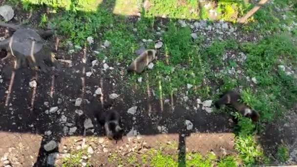 在一个阳光灿烂的日子里 有三个小熊宝宝在一个自然公园里玩耍 在保护区里玩耍的熊 三只小熊野生动物公园 — 图库视频影像