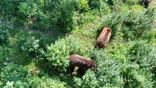 Två Brunbjörnar Letar Efter Mat Det Höga Gröna Gräset Solig — Stockvideo