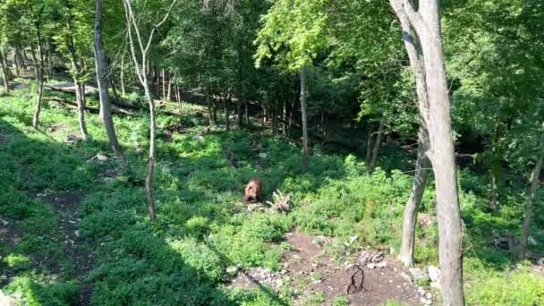 在阳光灿烂的一天 一只棕色的大熊环顾四周 慢慢地走向森林 游客从观察悬索桥上观察野生动物的生活 夏天棕熊皮毛的颜色 — 图库视频影像